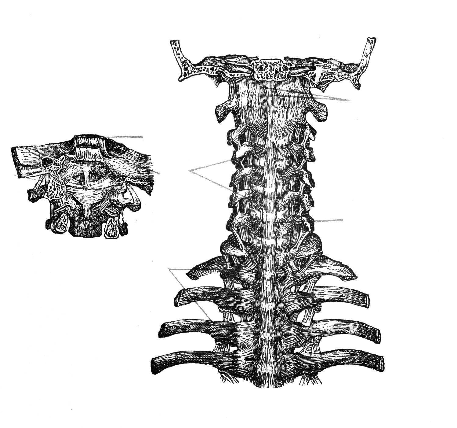 Detailed Drawing of Human Spine